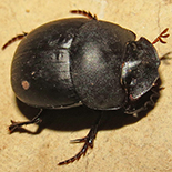 Metacatharsius opacus